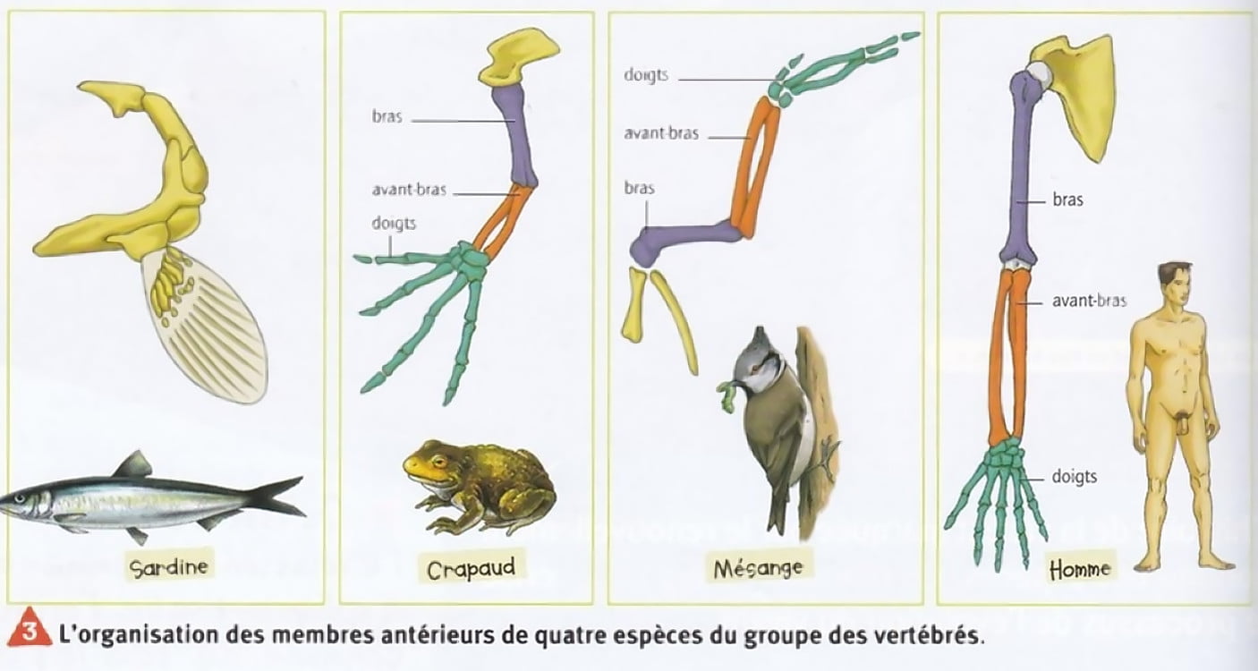 SVT 3eme Chap 2 L évolution des espèces au cours du temps Science