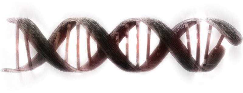La Genèse et le génome