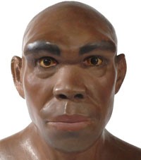 Représentation d’ Homo heidelbergensis (http://www.nhm.ac.uk/resources-rx/images/1008/heidel-reconstruction-200-109067-1.jpg)
