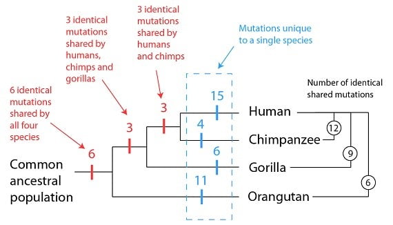 genome-5-1
