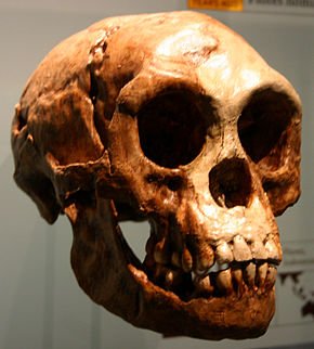 290px-Homo_floresiensis