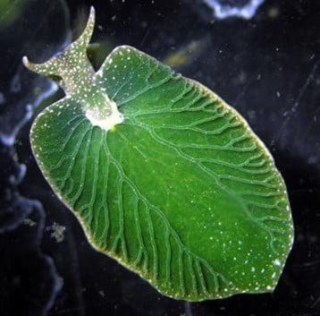 La limace de mer Elysia chlorotica utilise les chloroplastes des algues dont elle se nourrit pour photosynthétiser à partir de ses propres tissus.