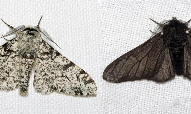 L&rsquo;évolution sous nos yeux : la phalène du bouleau