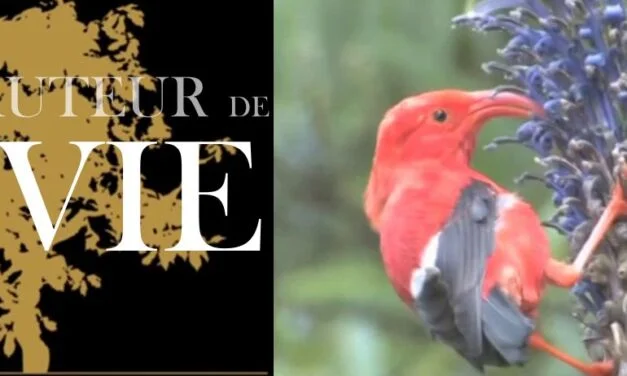 Vidéo jeunesse (4/7) : La beauté du processus divin de création