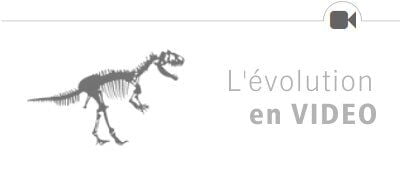 L'évolution en Vidéo