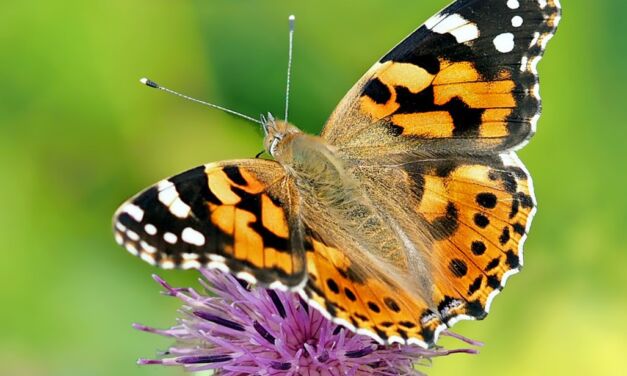 Une alerte sur l’émergence d’un scepticisme sur le déclin de la biodiversité